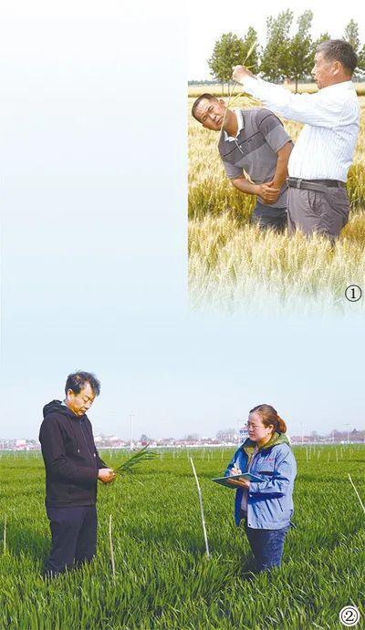 人民日报点赞青岛平度市 一粒麦子串起金色产业链