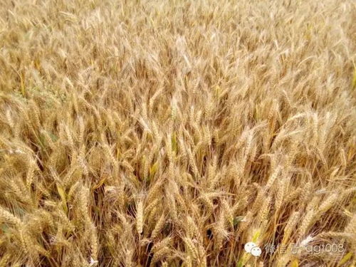 麦田防冻四重奏 从一粒麦子到四级冻害的守护之道