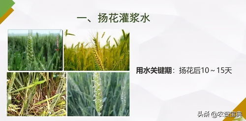 气温频繁波动，麦田三防一抢需警惕