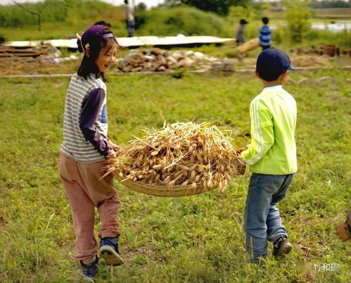 收麦子咯，一粒麦子