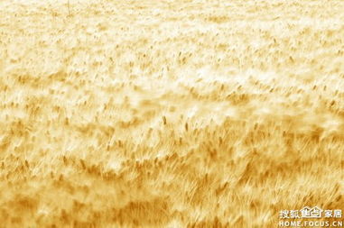 大智容天下 陶瓷卫浴论坛中的“一粒麦子”哲学