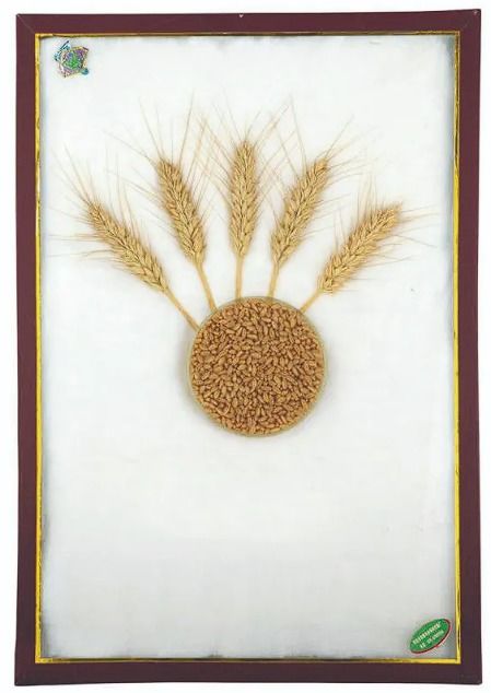 一粒种子的持久战 麦子的生命史诗