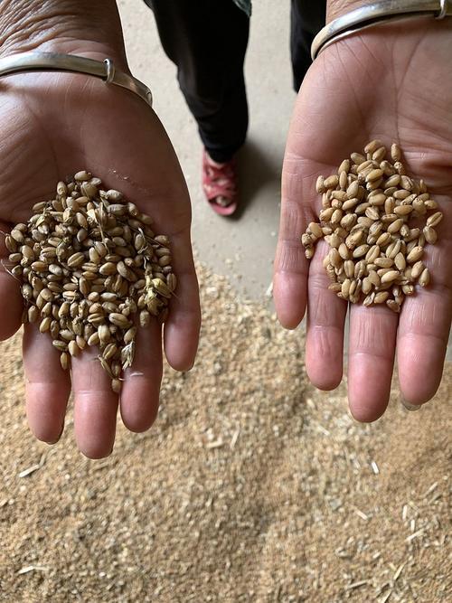 一粒麦子 生命与希望的微光