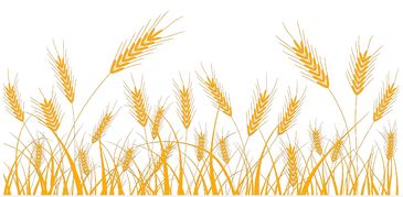 一粒麦子，猎聘网大猎论道中的职业与人生哲思