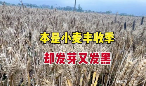发芽又发黑的小麦 一季辛苦打水漂，谁之过？