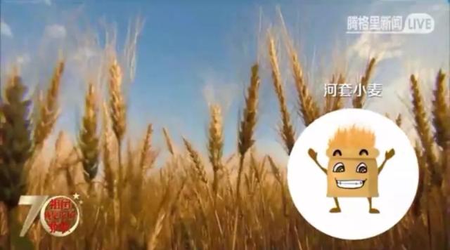 河套小麦——一粒麦子的华丽转身