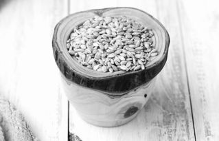 古基因揭示小麦如何来到英国 一粒麦子背后的千年旅程