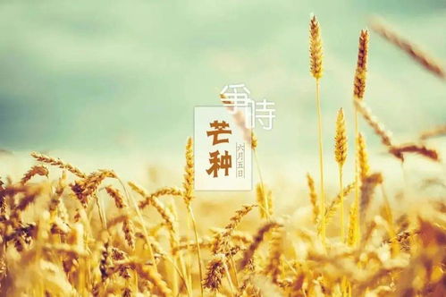 芒种 一粒麦子里的希望与幸福